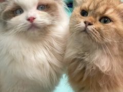 -猫宠乐园·专业洗护