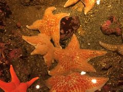 -西雅图水族馆