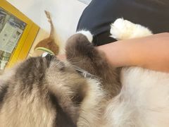 -平行世界·猫咖(首经贸店)