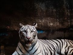 -清迈夜间动物园