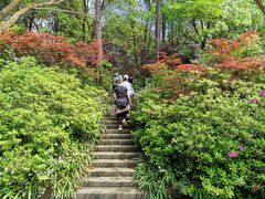 -铁山坪森林公园