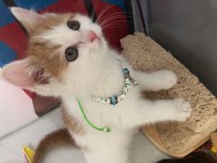 -平行世界·猫咖(首经贸店)