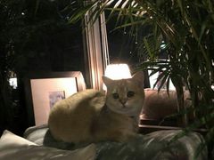 -咖法森林·咖啡  酒吧(天河店)