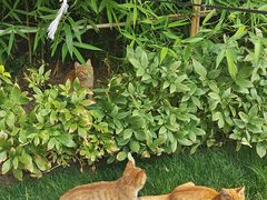 -紫金宾馆1910紫色勋章