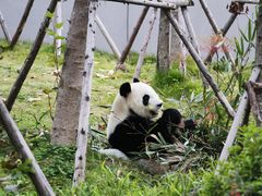 -成都大熊猫繁育研究基地