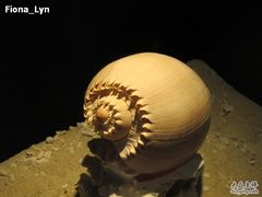 -亚龙湾中心广场·贝壳馆