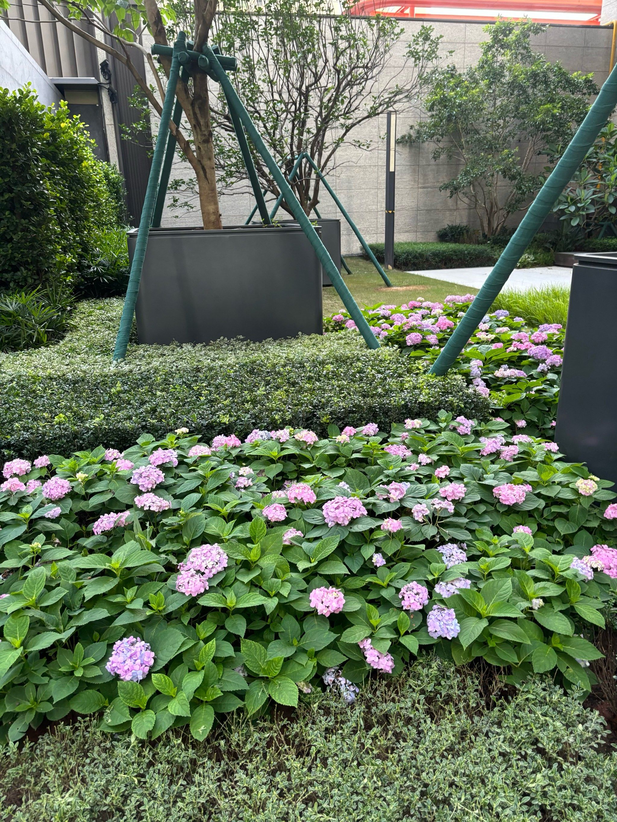 小区种的绣球花