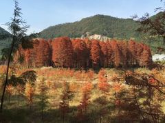 -小芝红树林