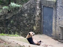 -都江堰中华大熊猫苑