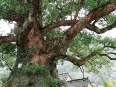 -杨家堂村