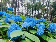 -临平公园(临平街道)