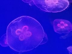 -大连圣亚海洋世界