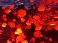 -上海海昌海洋公园