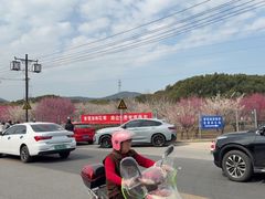 -香雪海