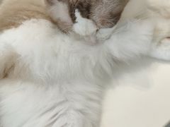 -飞行喵MR PILOT|猫舍·猫咖(静安大融城店)