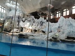 -帝企鹅自助餐厅•儿童岛•真企鹅(长隆企鹅酒店)