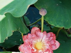 -莲花池公园