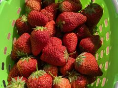 -昌平兴寿秀秀草莓采摘园