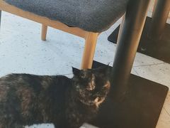 -喵园·猫主题咖啡厅·撸猫·猫咖(国贸店)