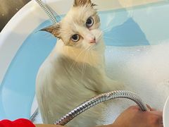 -PETKIT小佩宠物·低压洗护(国顺东路店)