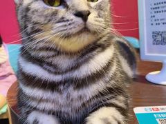 -猫色咖啡·猫咖