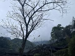 -林坑古村落