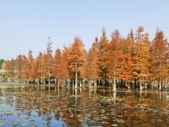 -白鹭湾湿地公园