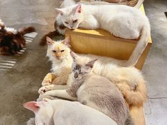 -more than meow吴止猫主题餐厅(承德 中船汇店)