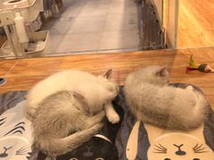 -狗道宠物(常熟印象城店)