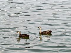 -海珠湖公园