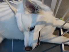 -萌兽医馆·眼科·异宠专科(三里屯店)