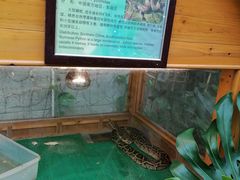 -上海大自然野生昆虫馆(东方明珠·爬宠昆虫探索中心)