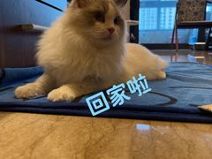 -爱侣宠医·鹦鹉专科·小型哺乳类·异宠专科(灵石路店)