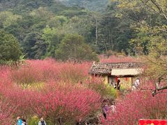 -广州市石门国家森林公园
