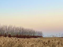 -合肥滨湖国家森林公园