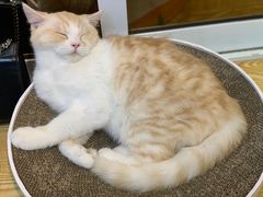 -Heymao猫咖.咖啡厅(东门店)