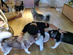 -Husky Go! 哈士奇体验馆·宠物咖啡厅狗咖