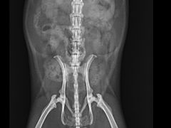 -雨林宠物医院 非犬猫异宠专科