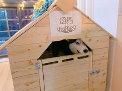 -Husky Go! 哈士奇体验馆·宠物咖啡厅狗咖