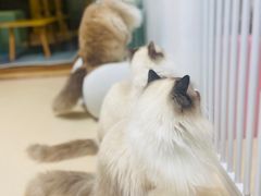 -猫在这儿猫咪咖啡馆·撸猫馆
