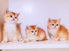 -十年猫舍·猫咪专门店(普陀店)
