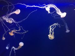 -新加坡海洋生态馆