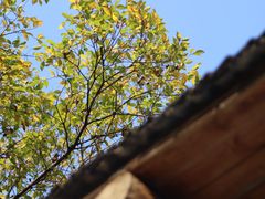 -杭州植物园