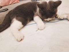 -BABIT巴比特宠物(MOMOPARK店)