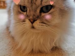 -猫友咖啡店(玉林西路店)