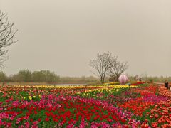 -泗洪洪泽湖湿地景区