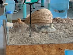 -怪兽屋·羊驼·猫咖·狗咖(俊华广场店)