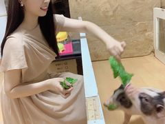 -猫色咖啡·猫咖