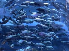 -海合安青岛极地海洋公园