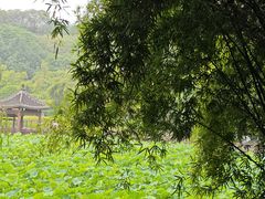 -龙头寺公园